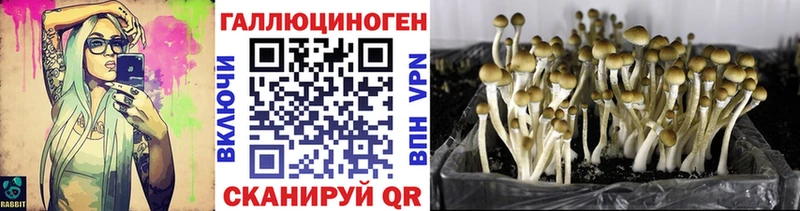 ОМГ ОМГ зеркало Ак-Довурак Галлюциногенные грибы GOLDEN TEACHER